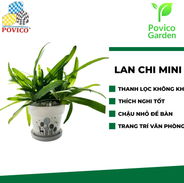 Chậu Lan chi mini trang trí văn phòng