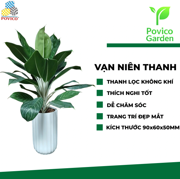 Cây văn phòng vạn niên thanh 90x60x50mm