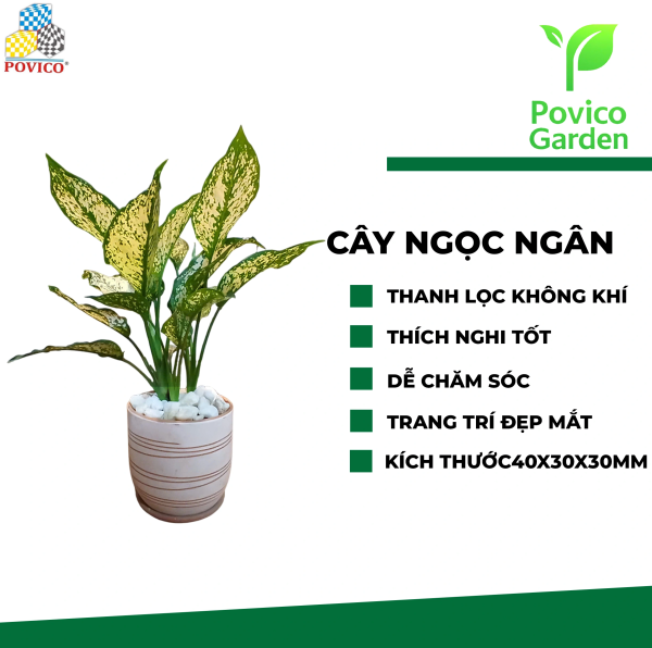 Cây Ngọc Ngân để bàn 