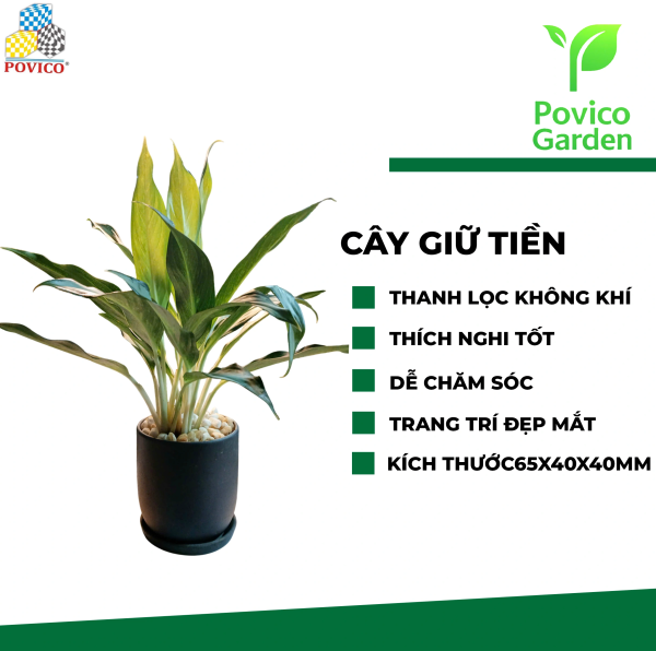 Cây giữ tiền phong thủy 