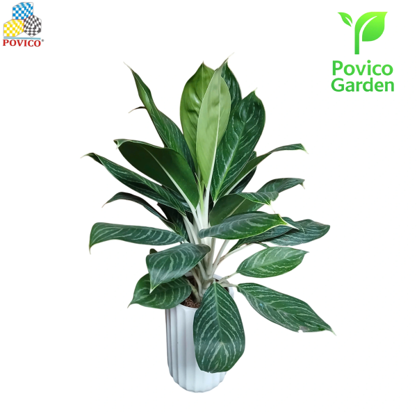 Cây văn phòng vạn niên thanh 90x60x50mm