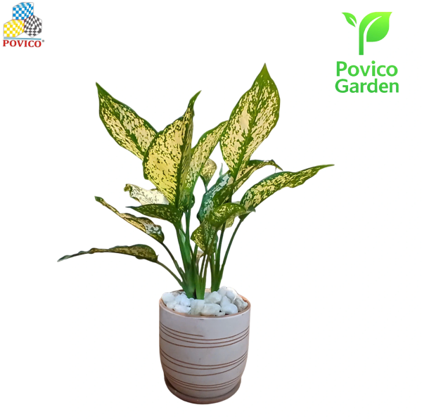 Cây Ngọc Ngân để bàn 