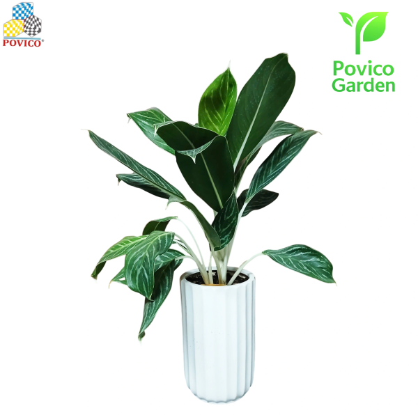 Cây văn phòng vạn niên thanh 90x60x50mm