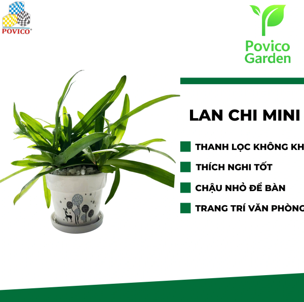 Chậu Lan chi mini trang trí văn phòng