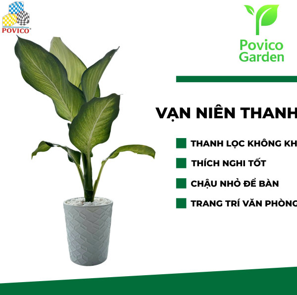 Chậu vạn niên thanh trang trí văn phòng